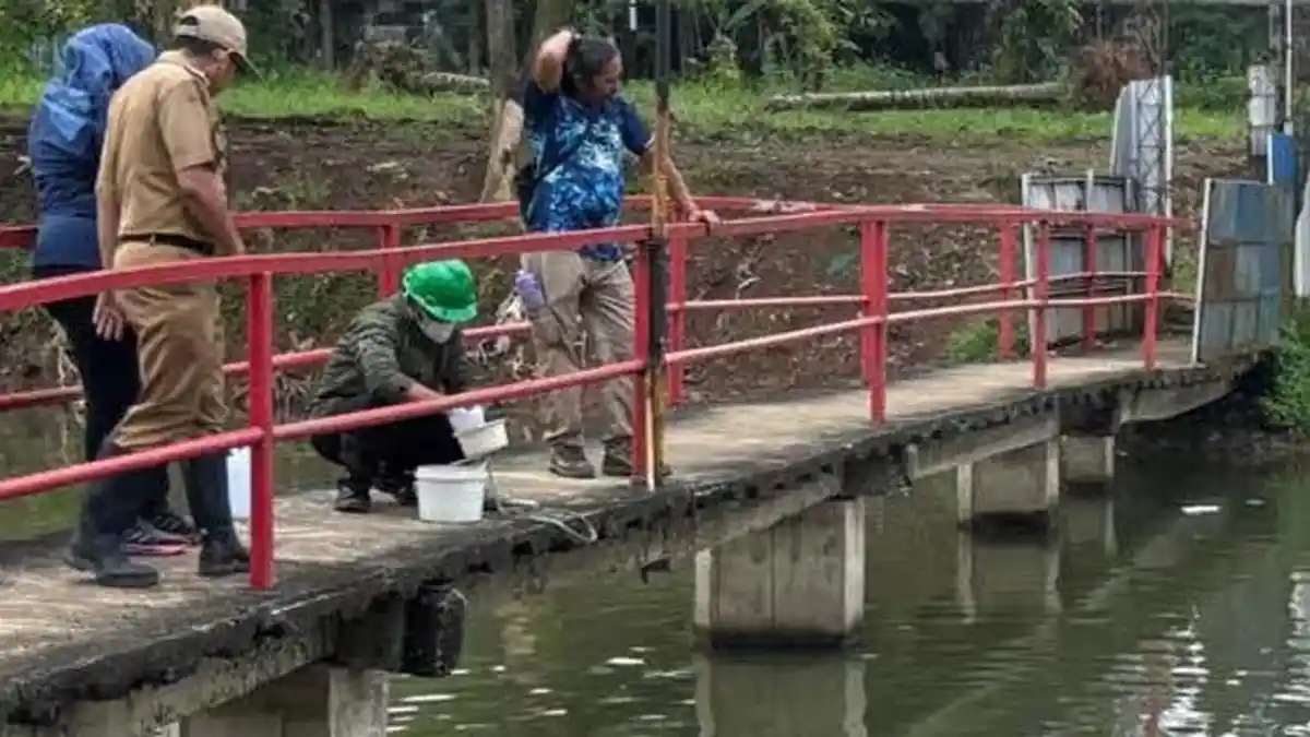Fenomena Ribuan Ikan Mati di Gunungputri Bogor, DLH Investigasi Dugaan Pencemaran Situ Citongtut