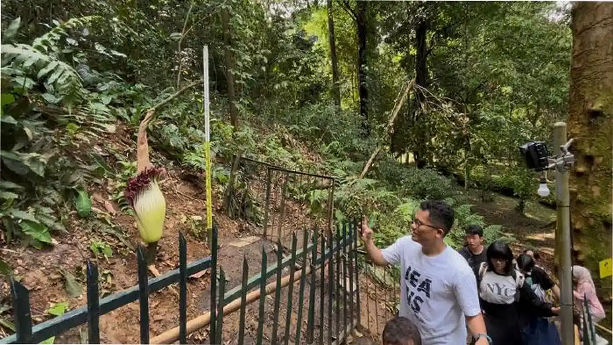 Sudah Mulai Layu, Masih Ada Hari-hari Terakhir Menikmati Bunga Bangkai di Kebun Raya Bogor