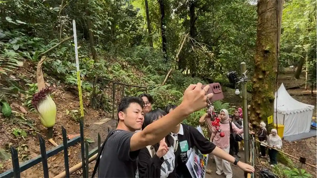 Mekarnya Bunga Bangkai di Kebun Raya Bogor Jadi Magnet Bagi Wisatawan Asal Jakarta hingga Jepang
