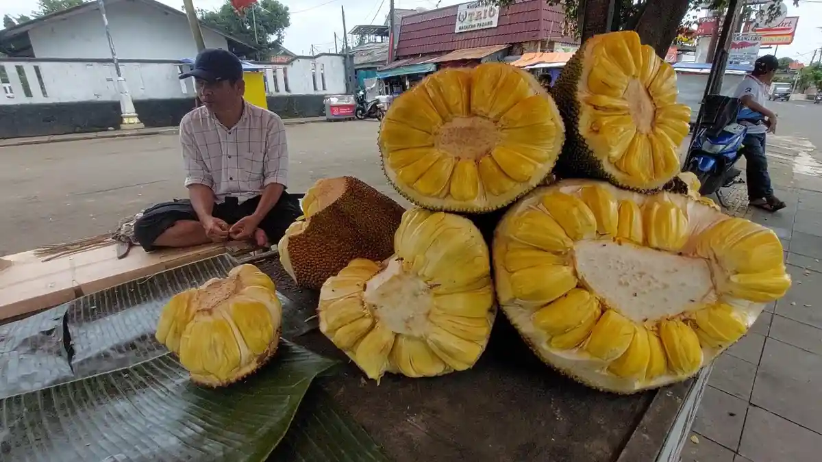 Diburu untuk Menu Takjil Es Teler dan Kolak, Harga Nangka di Kota Bogor Naik, Alami Kelangkaan Stok
