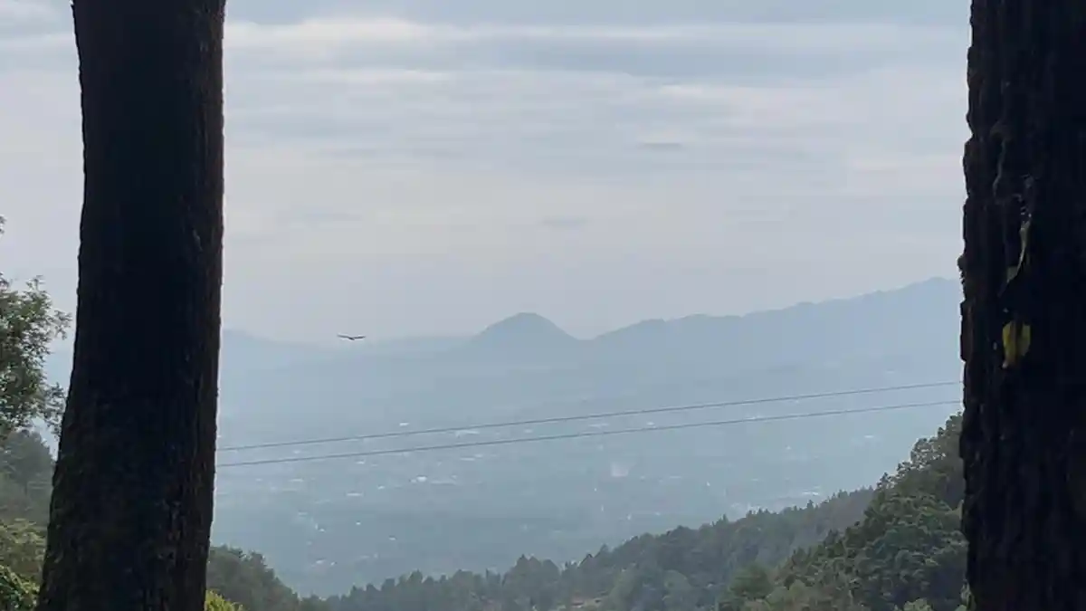 Sepasang Elang Jawa Dilepasliarkan di Gunung Salak, Diberinama Satria dan Srikandi