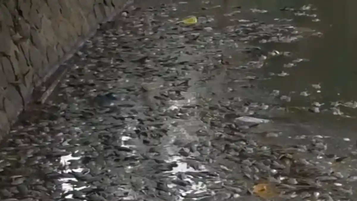 21 Perusahaan di Aliran Air, Pencemaran Diduga Jadi Penyebab Ribuan Ikan Situ Citongtut Bogor Mati