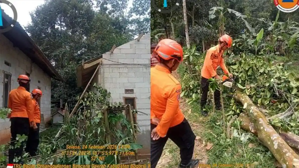 Pohon Tumbang Timpa Rumah Warga di Jonggol Bogor, BPBD Gunakan Gergaji Mesin untuk Evakuasi
