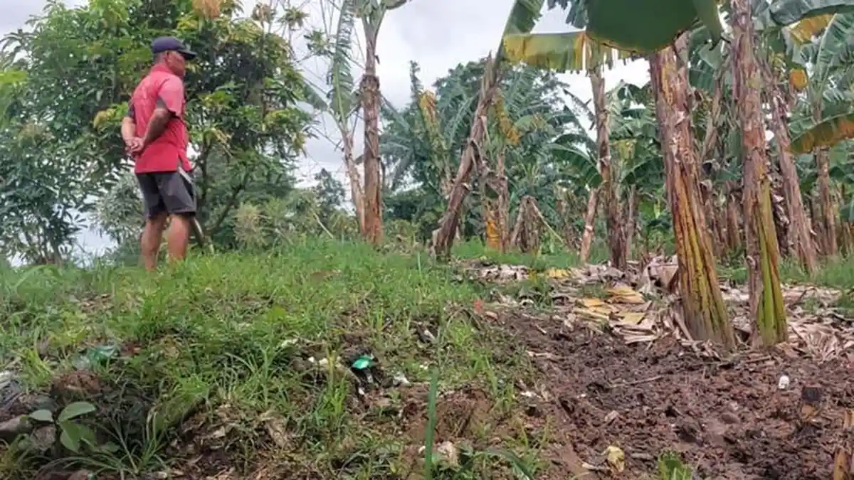 Ikan Mati Keracunan di Situ Citongtut Bogor Capai 37 Karung, Sudah Dikubur Baunya Tetap Ganggu Warga