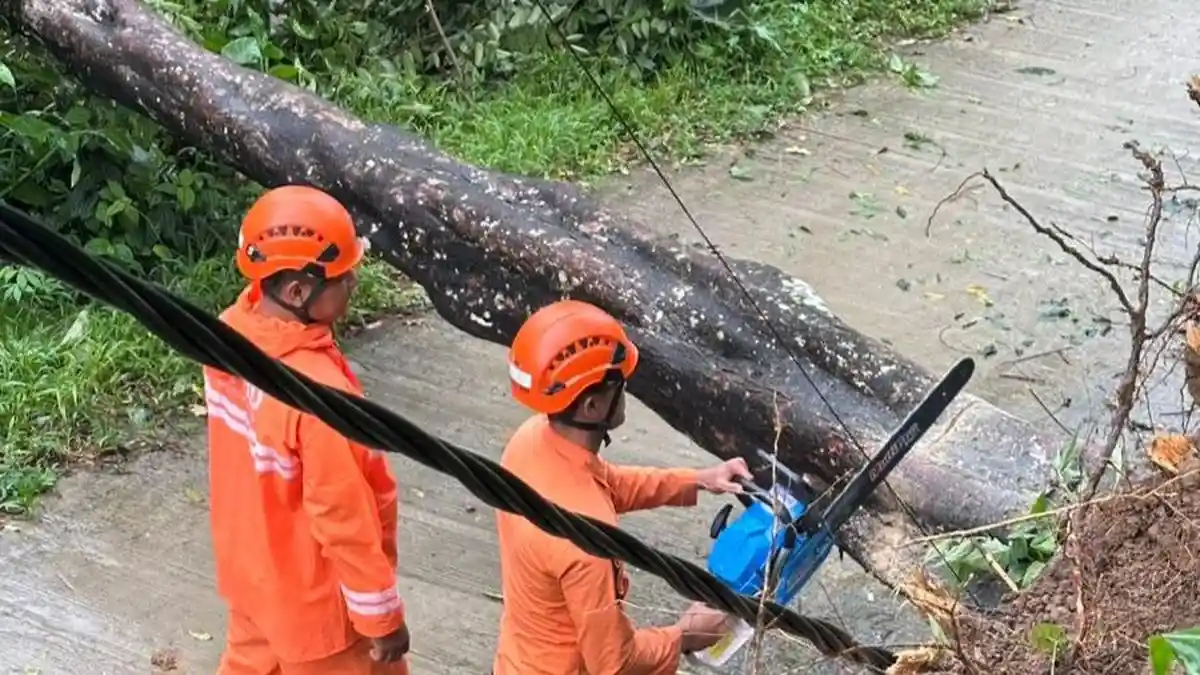 Hujan Disertai Angin Kencang, Akses Jalan Warga di Sukajaya Bogor Tertutup Pohon Tumbang