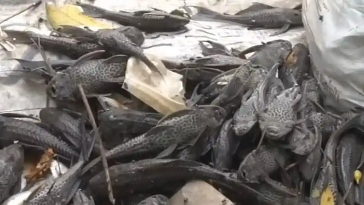 Fenomena Ribuan Ikan Mendadak Mati di Situ Citongtut Bogor, Penyebabnya Jadi Teka-teki
