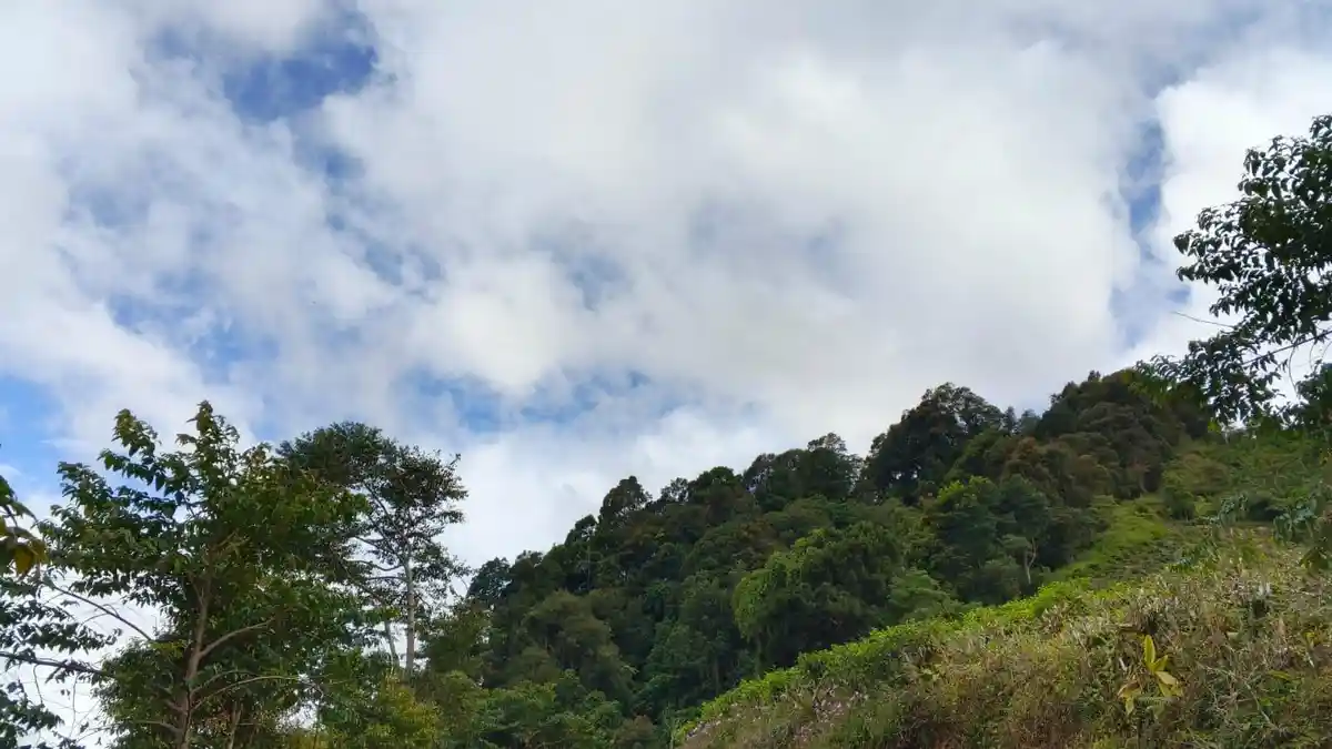 Update BMKG Cuaca Bogor Besok 31 Januari 2025: Siang Panas, Sore Potensi Hujan, Cek Jamnya!