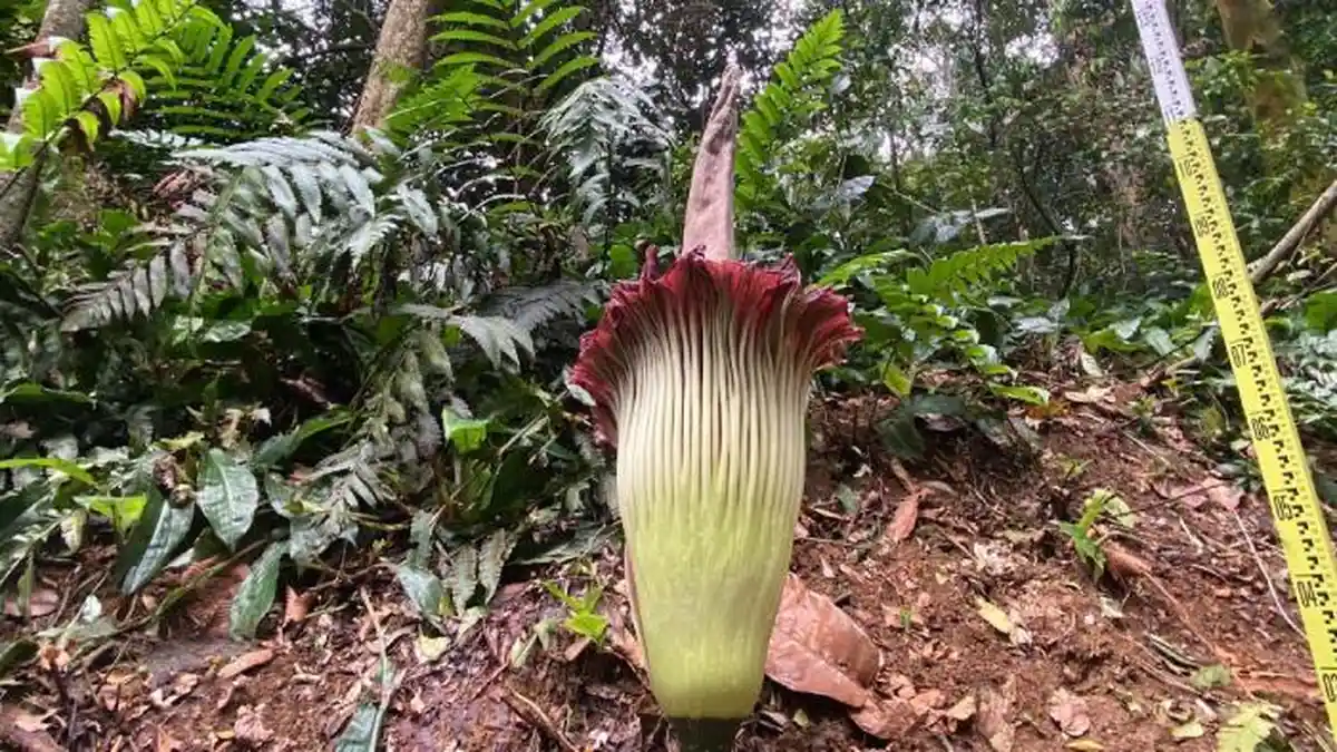 Usai Menanti 12 Tahun, Ini Penampakan Bunga Bangkai di Kebun Raya Bogor, Mekar Sempurna Hanya 2 Hari