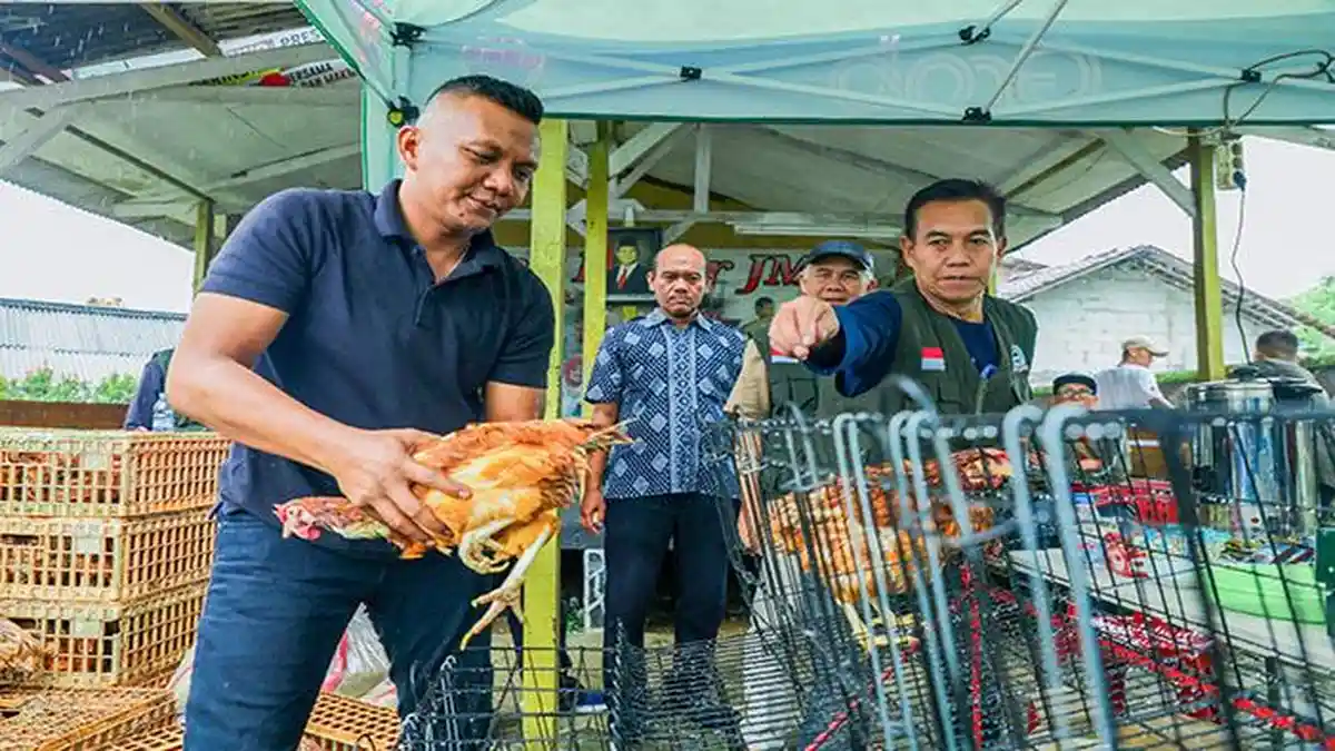 Bagikan 80 Ekor Ayam Petelur, Jenal Mutaqin Ingatkan LPM Berkolaborasi dengan Program MBG