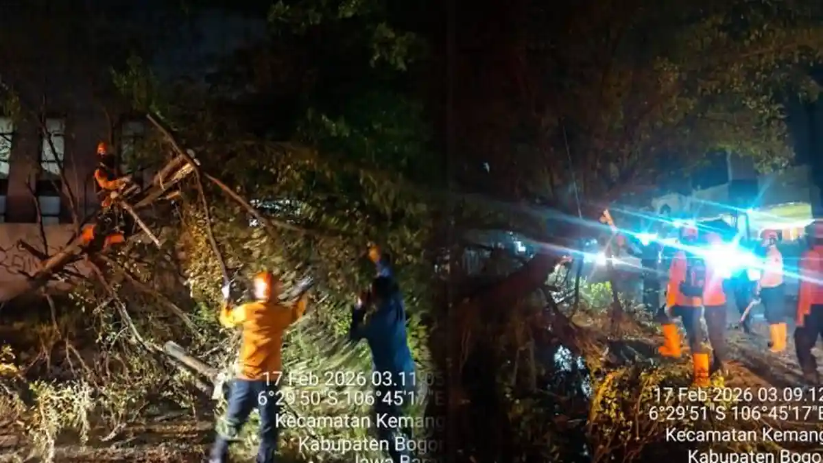 Hindari Berteduh di Bawah Pohon, Bisa Mendadak Tumbang Saat Hujan Deras Melanda